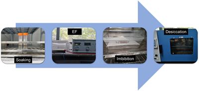 Carrot (Daucus carota L.) Seed Germination Was Promoted by Hydro-Electro Hybrid Priming Through Regulating the Accumulation of Proteins Involved in Carbohydrate and Protein Metabolism